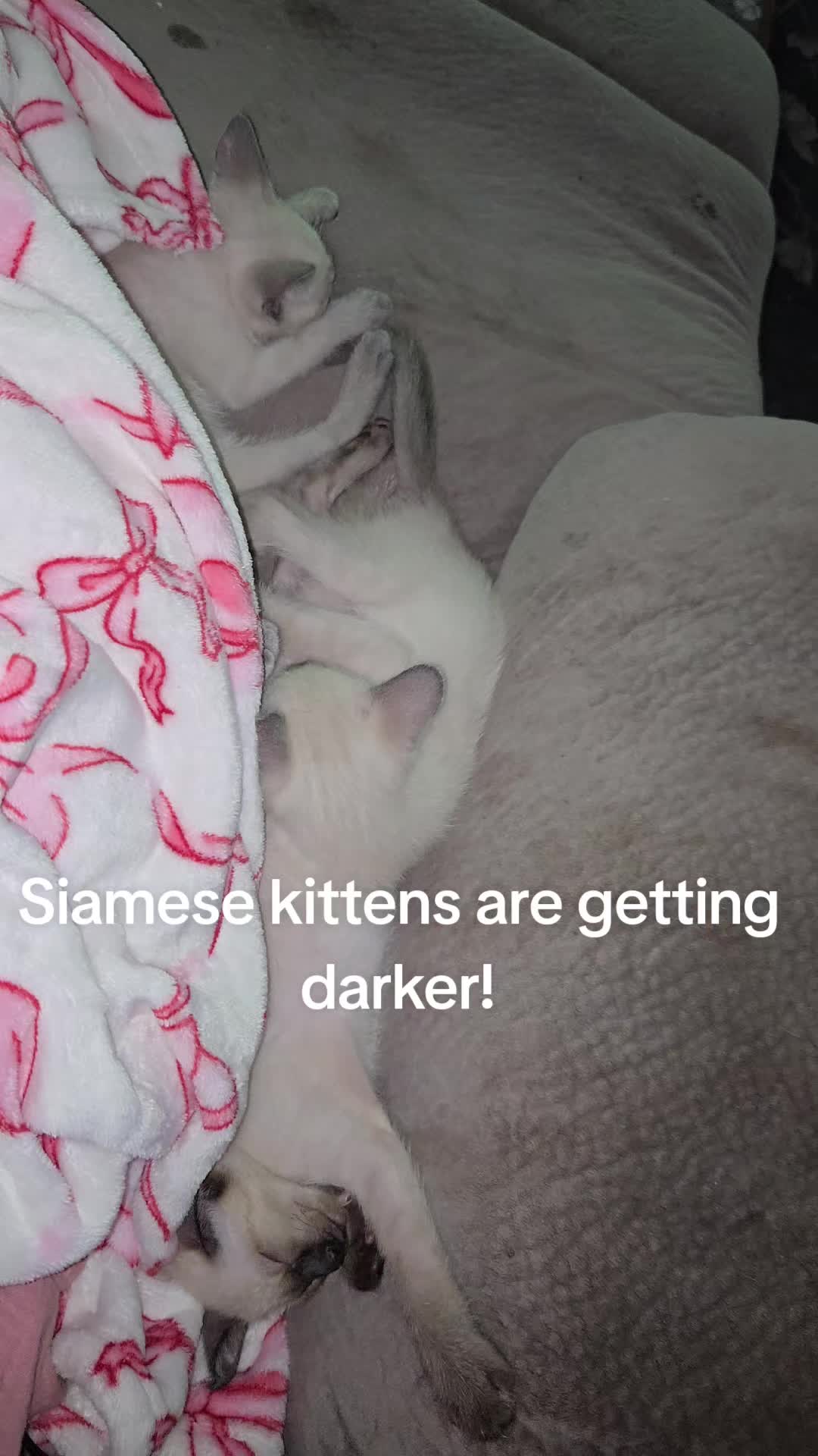 @Brittany's Beauties Kittens