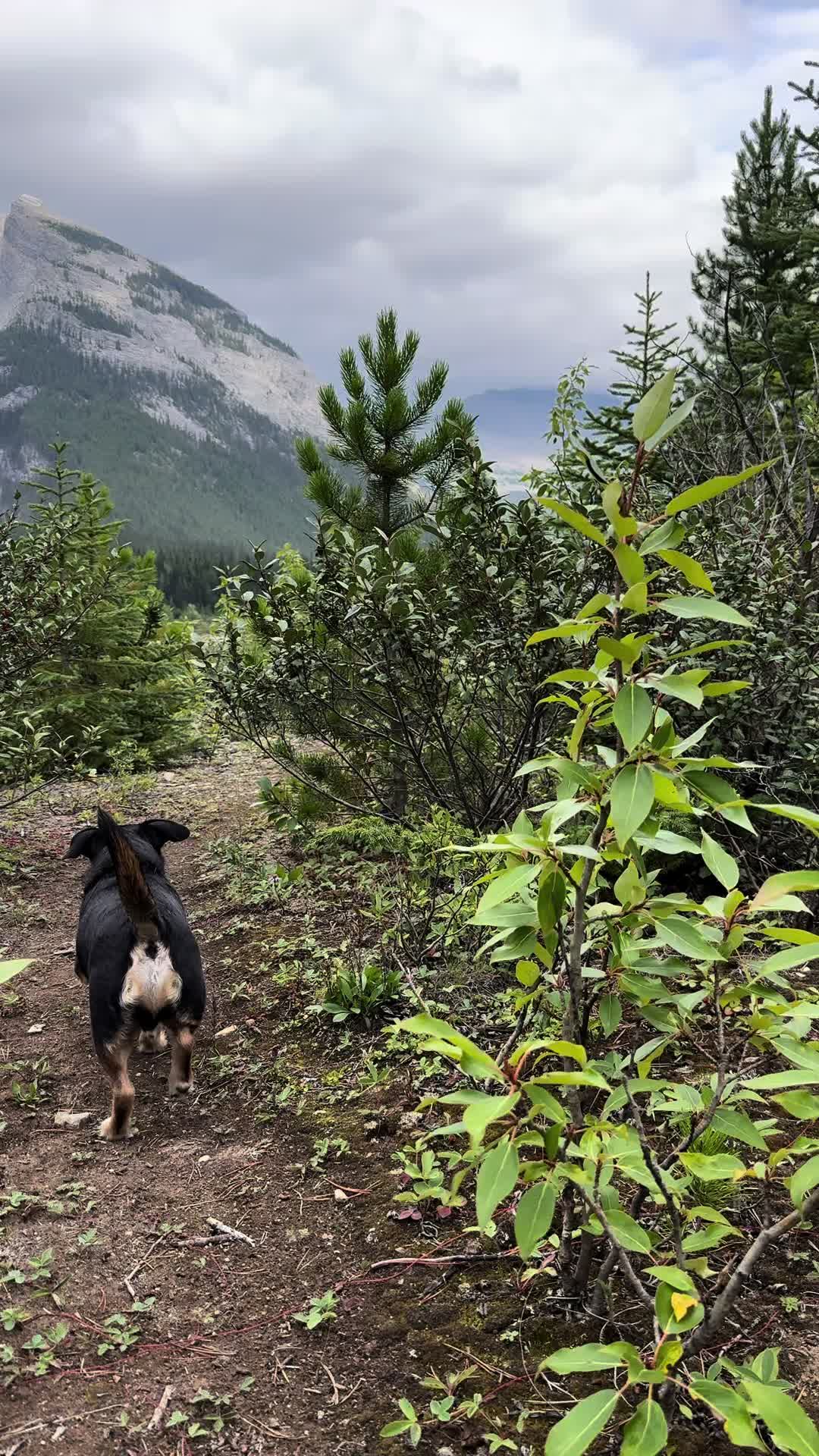 @M&Sigma;&Sigma;ƬЩ&Lambda;GӨП 🇨🇦🐶🎚️🐾