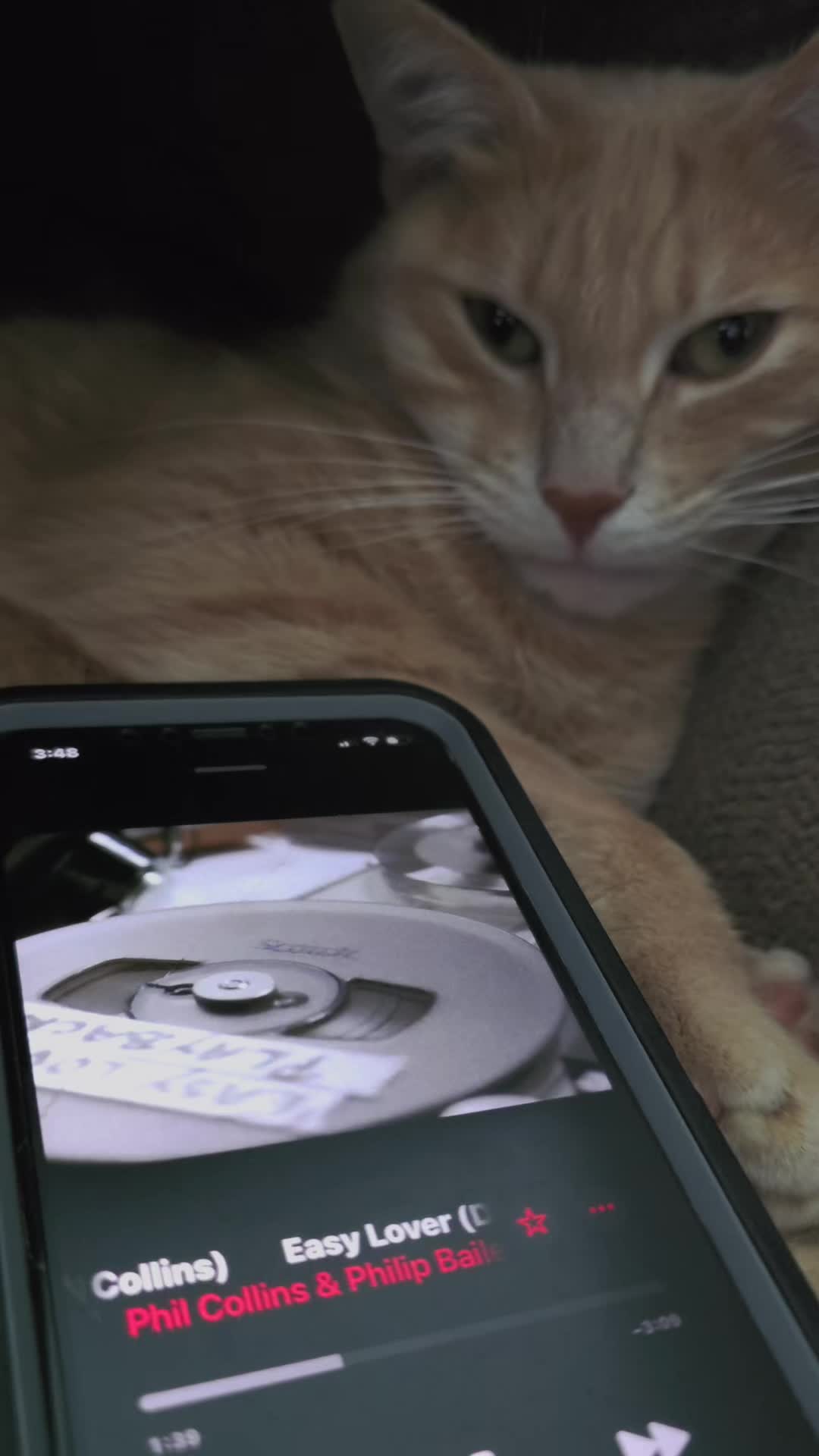 @Theorangecat🐈