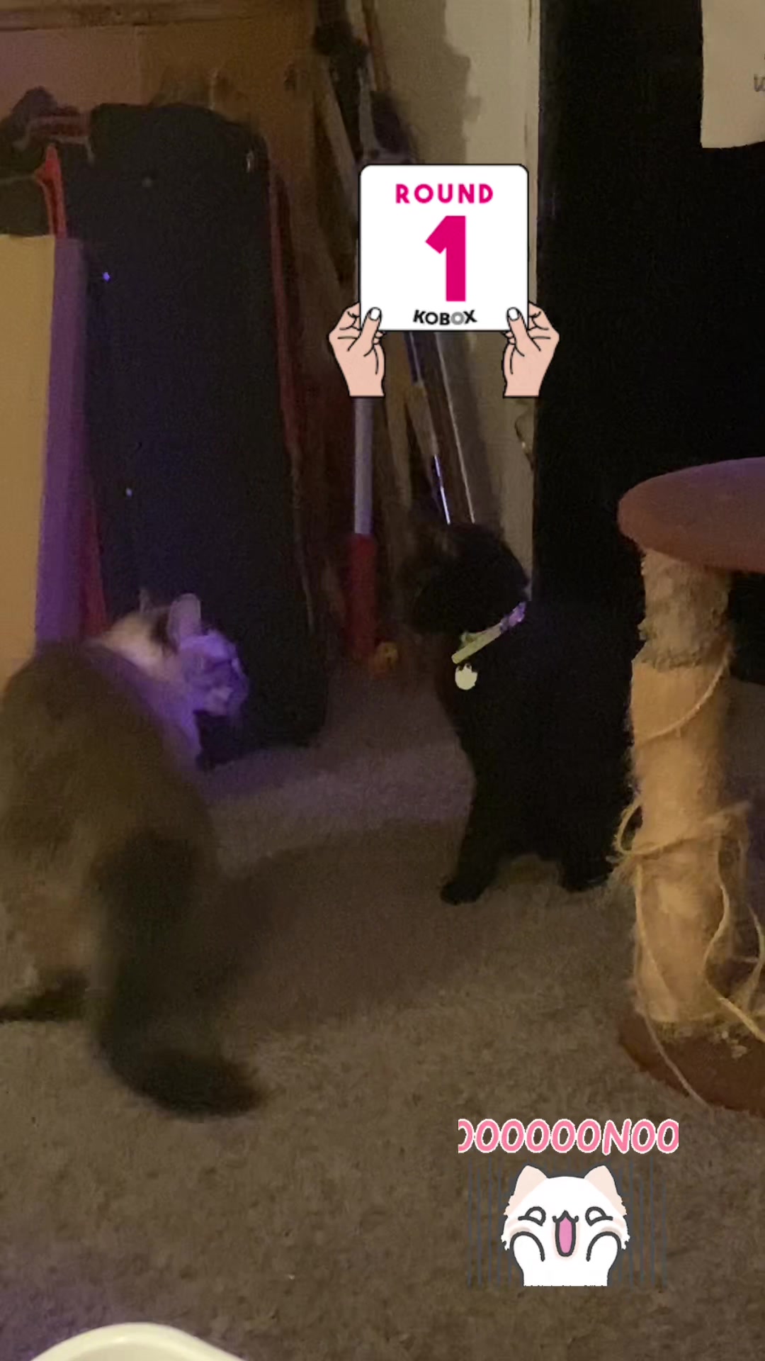 @🐈⬛🐈Shelby🐈