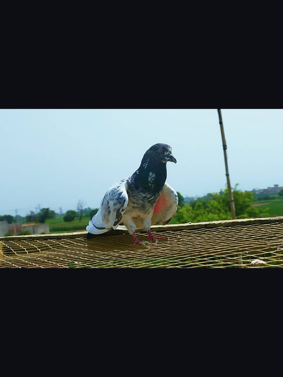 @Babar Pigeons Club