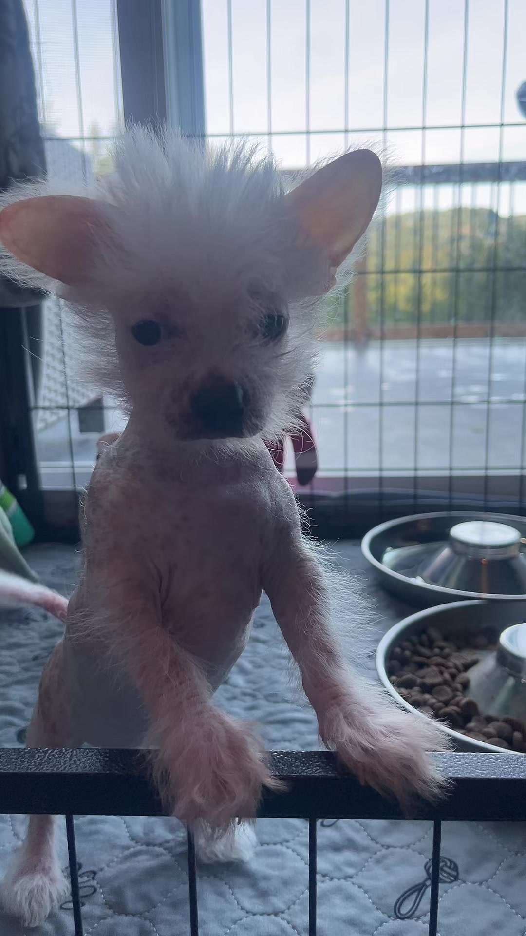 @Chinese Crested Cuties