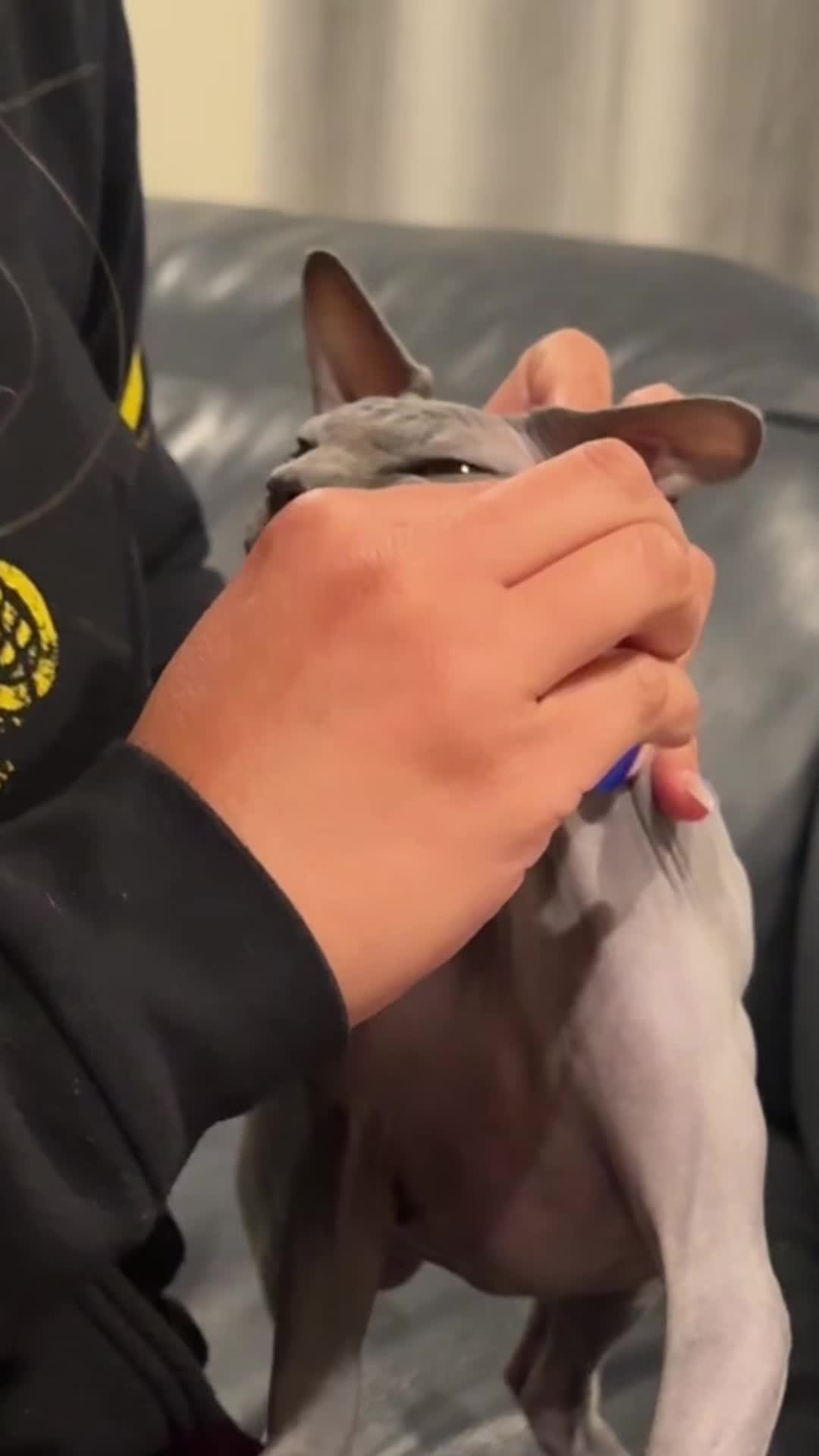 @BomboCats