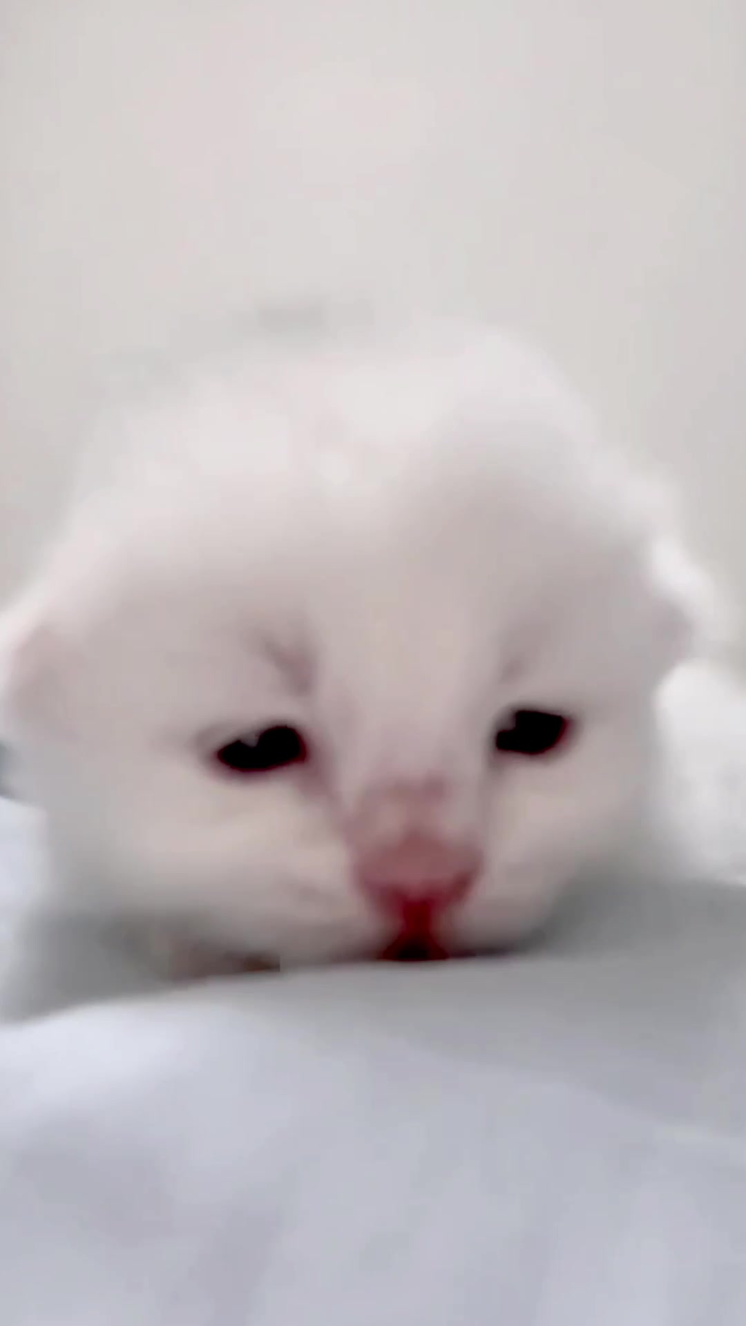 @catbosssss