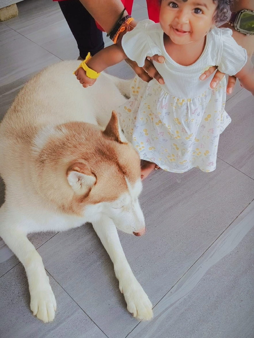@TobbyMishika_TheHusky