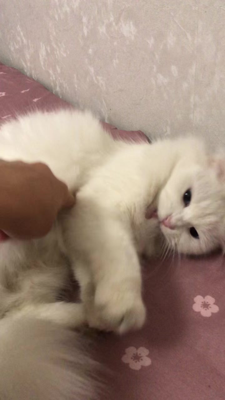 @💗🐰Ласка🐰💗
