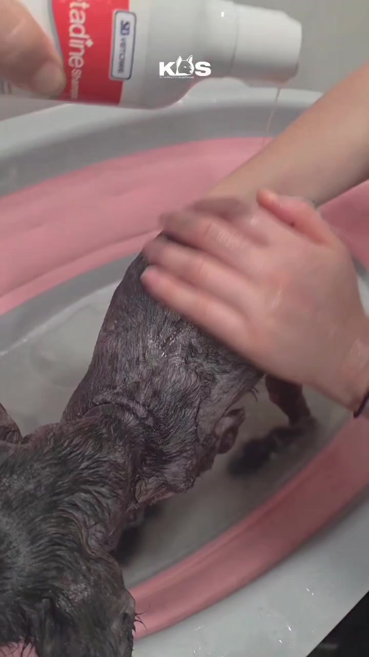 @🐶🐶엄지맘🐕&zwj;🦺🦮🐩