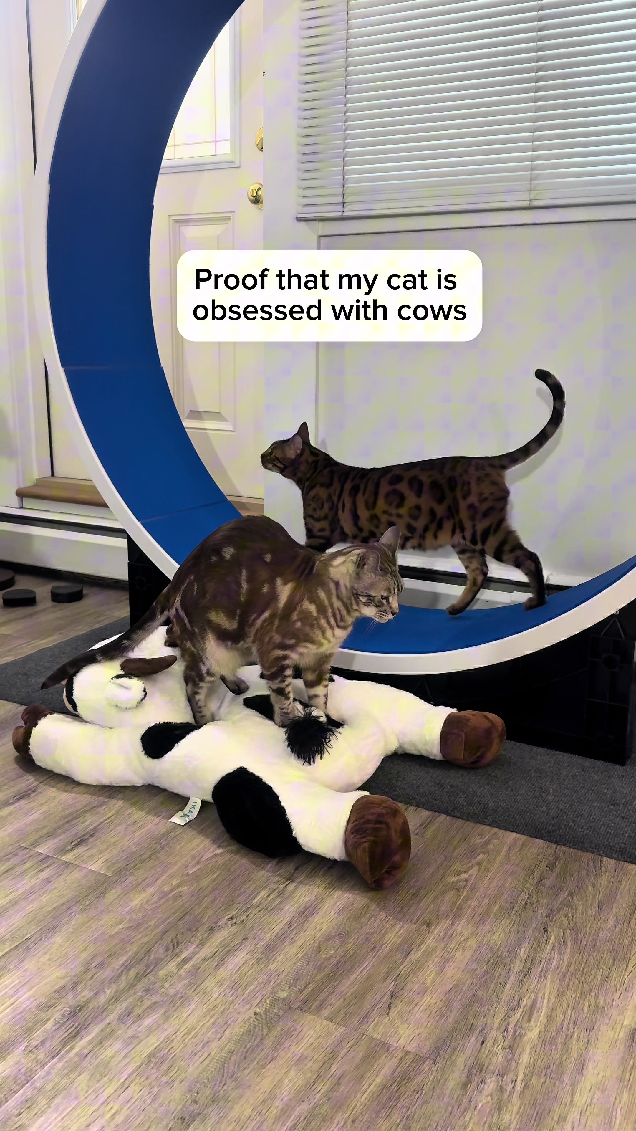 @Three Nawty Cats