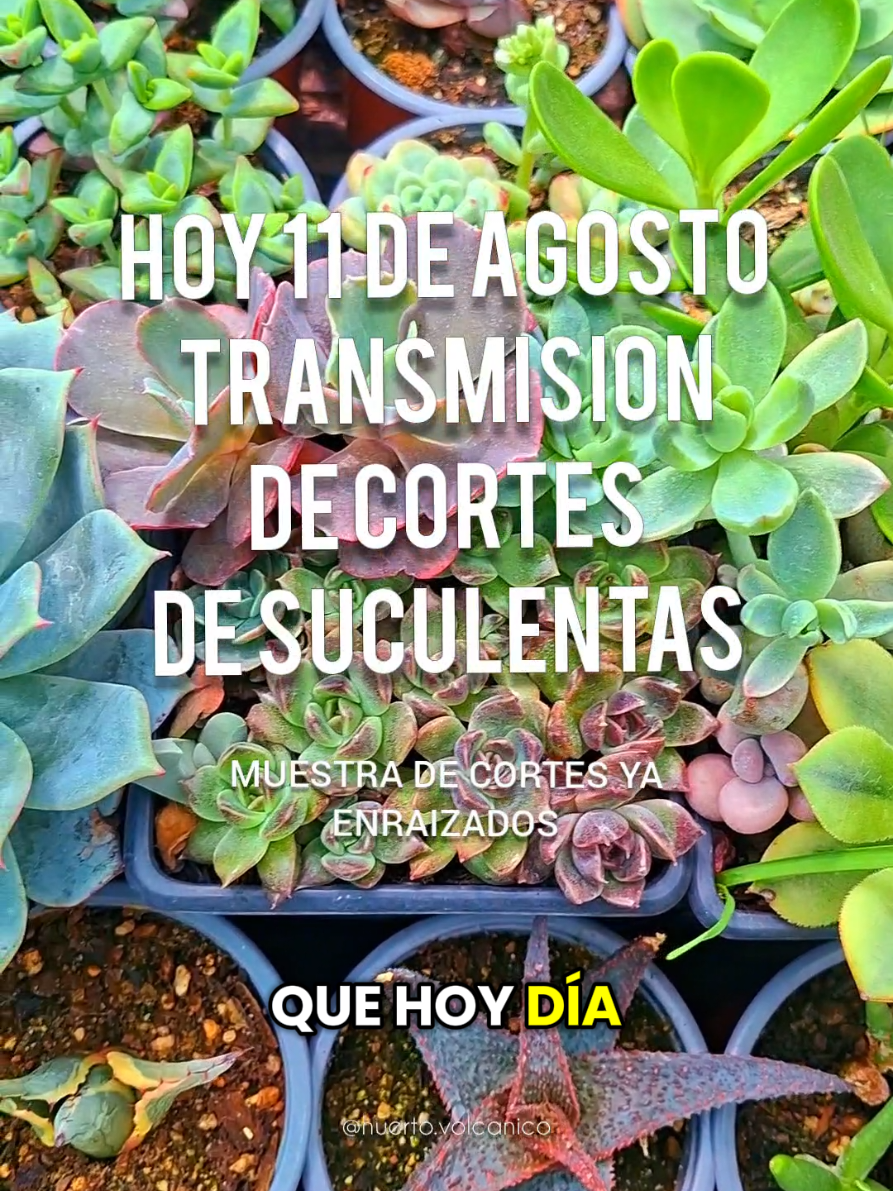 @El Huerto Volc&aacute;nico