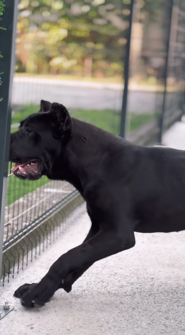 @CANE CORSO CLUB