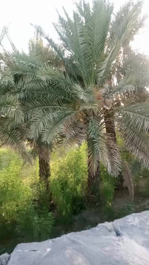 @raani6B