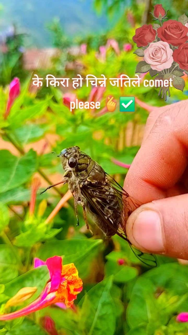 @@_Anita_ Reshmi_Subba✅🧿🧿