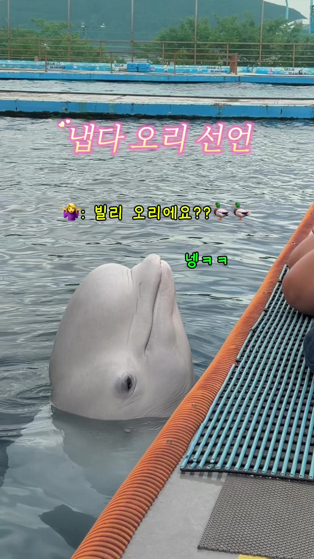 @DolphinTok