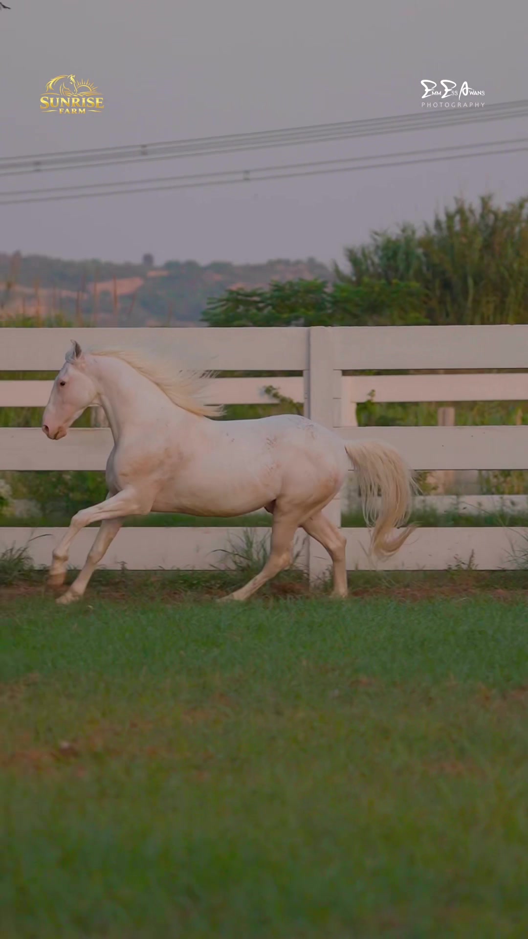 @SUNRISE STUD FARMS RAWALPINDI