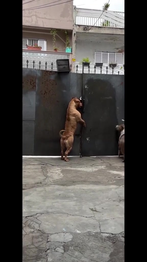@Brazilian Bull