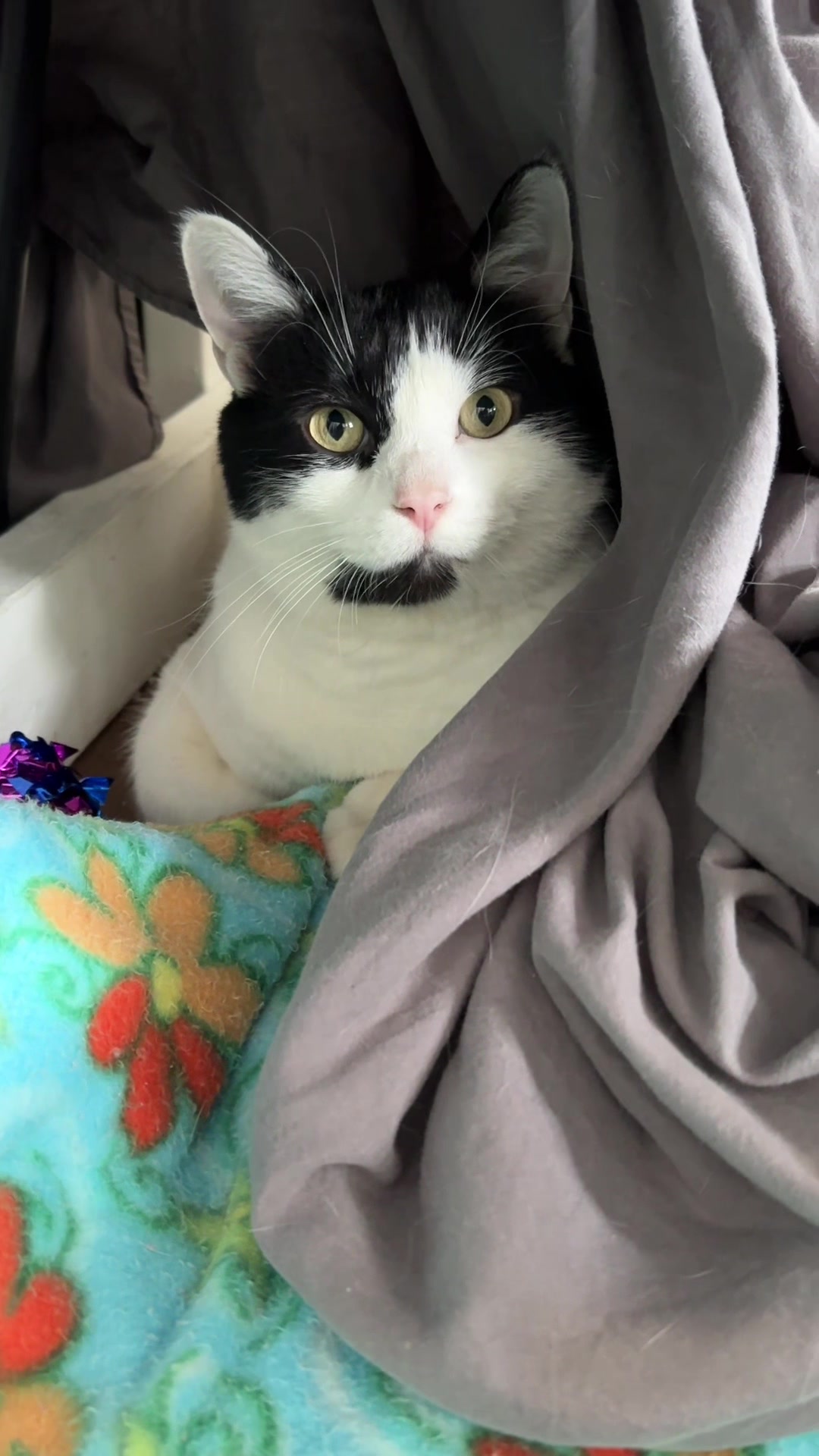 @Calgary Humane Society