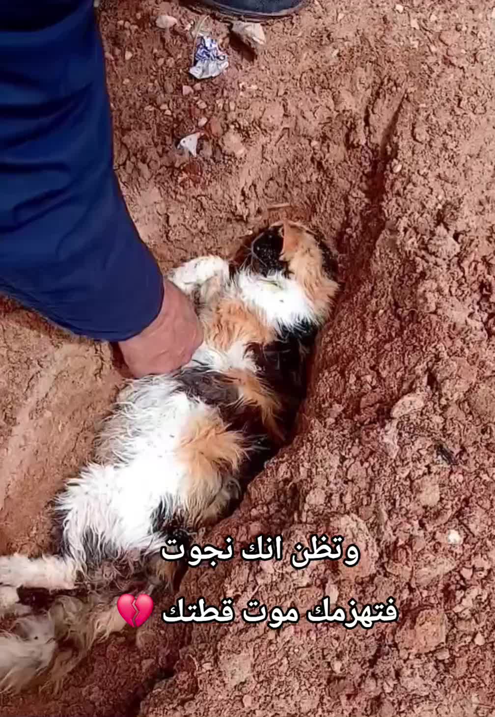 @بيـشــــو الـكرغلـــي👷🏼&zwj;♀️🪞