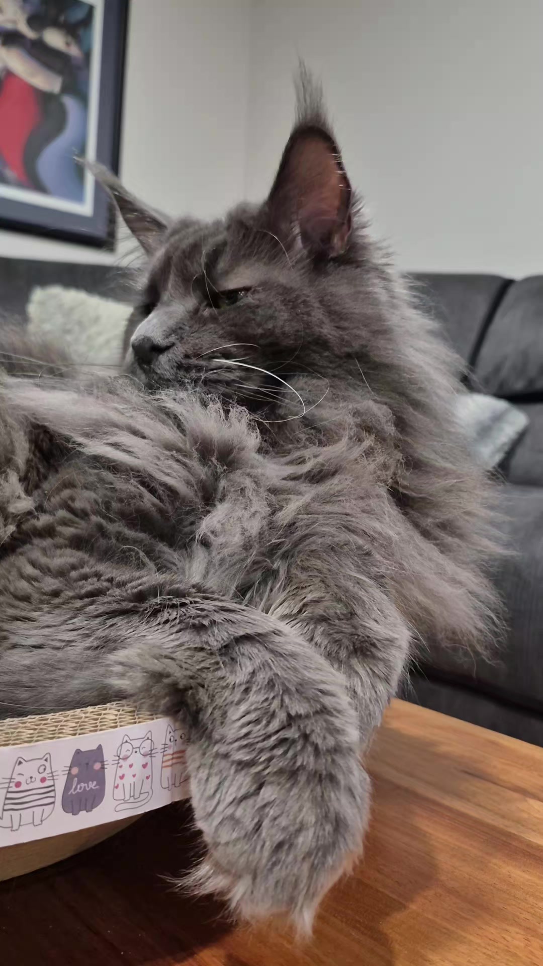 @Ragnar the Maine Coon 🐈