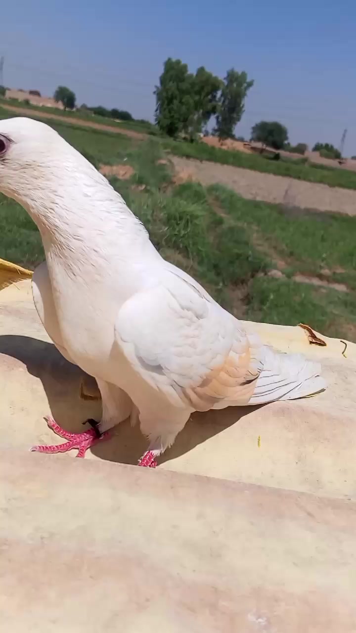 @kaboter baz Isfahq Ahmed Brohi