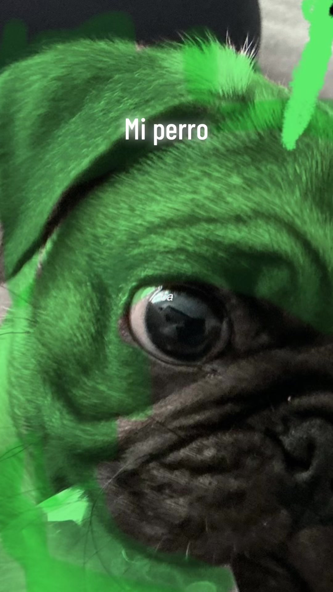 @Pepe y Gustabo
