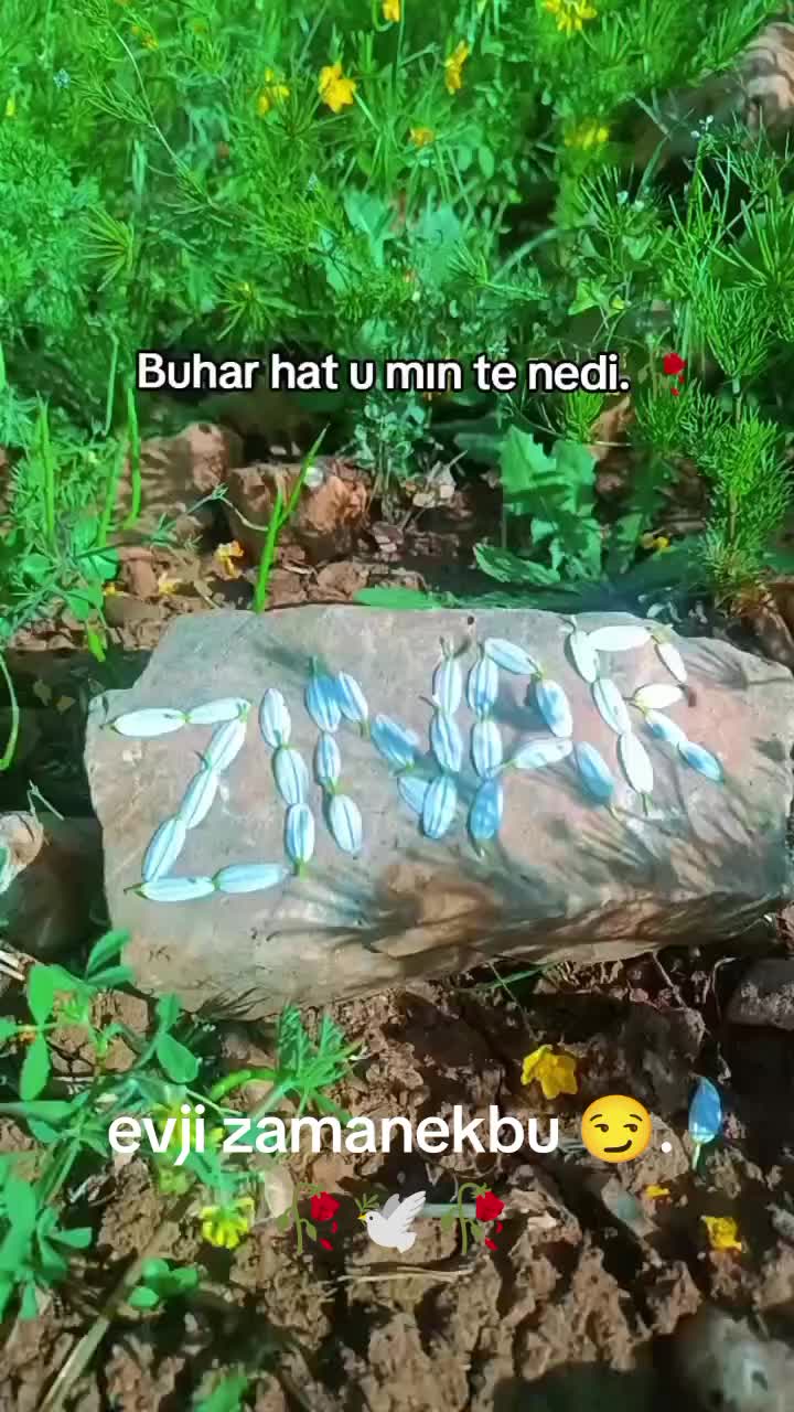 @hebun zınar