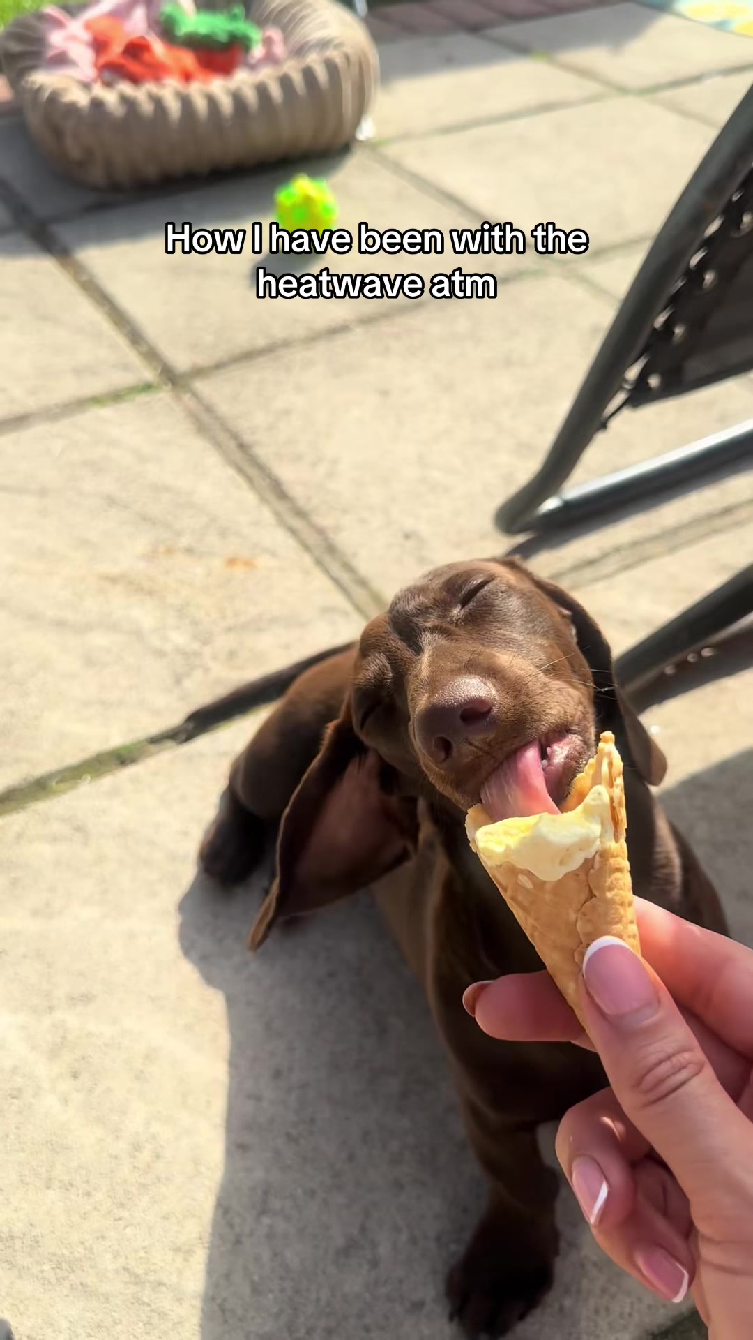 @Cute dachshund core