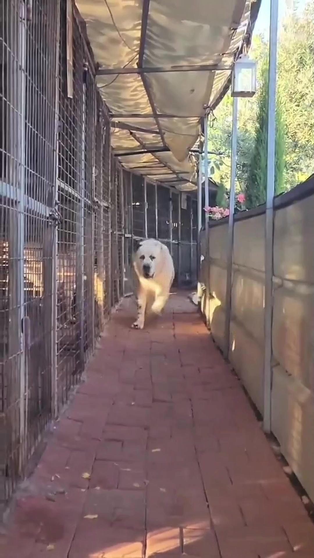 @Zona dos Cães