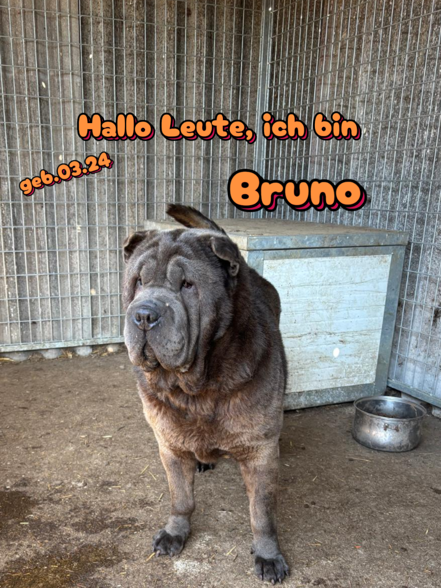 @Hundehilfe Bakony e.V.