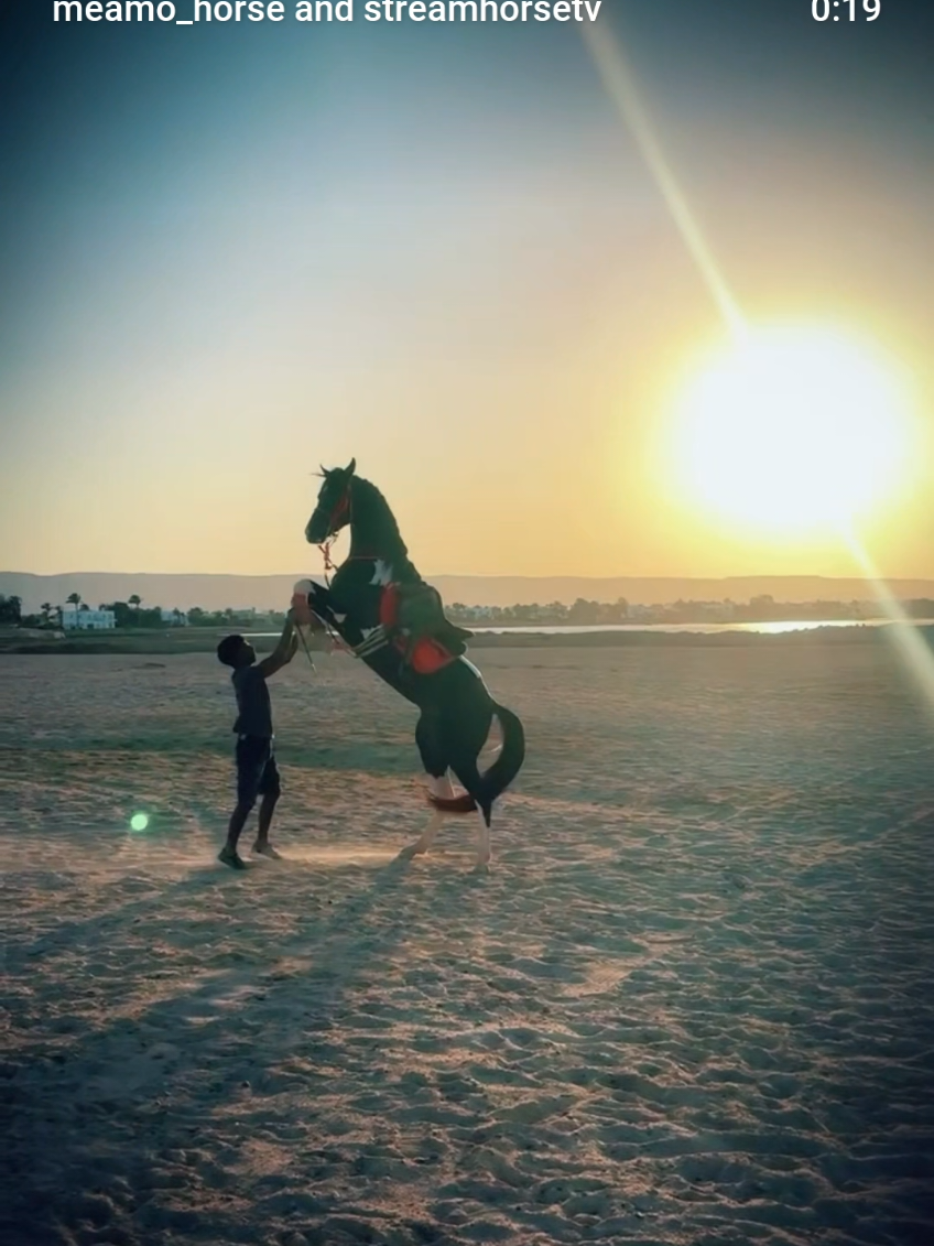 @streamhorse