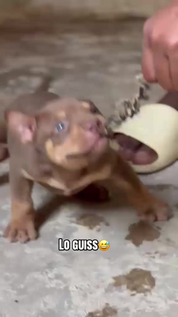 @Jummaux_dog🐶🐾 ✪