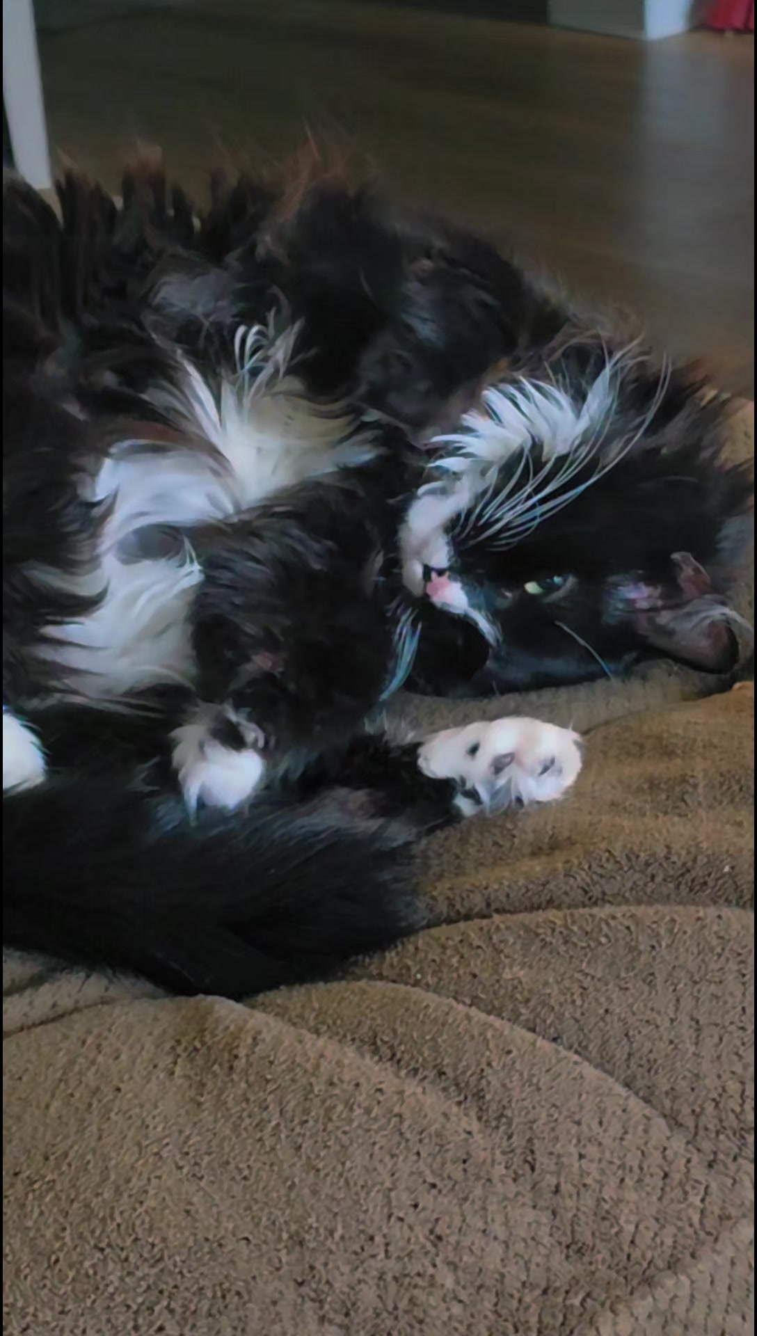 @AtticaTheTuxedoCat
