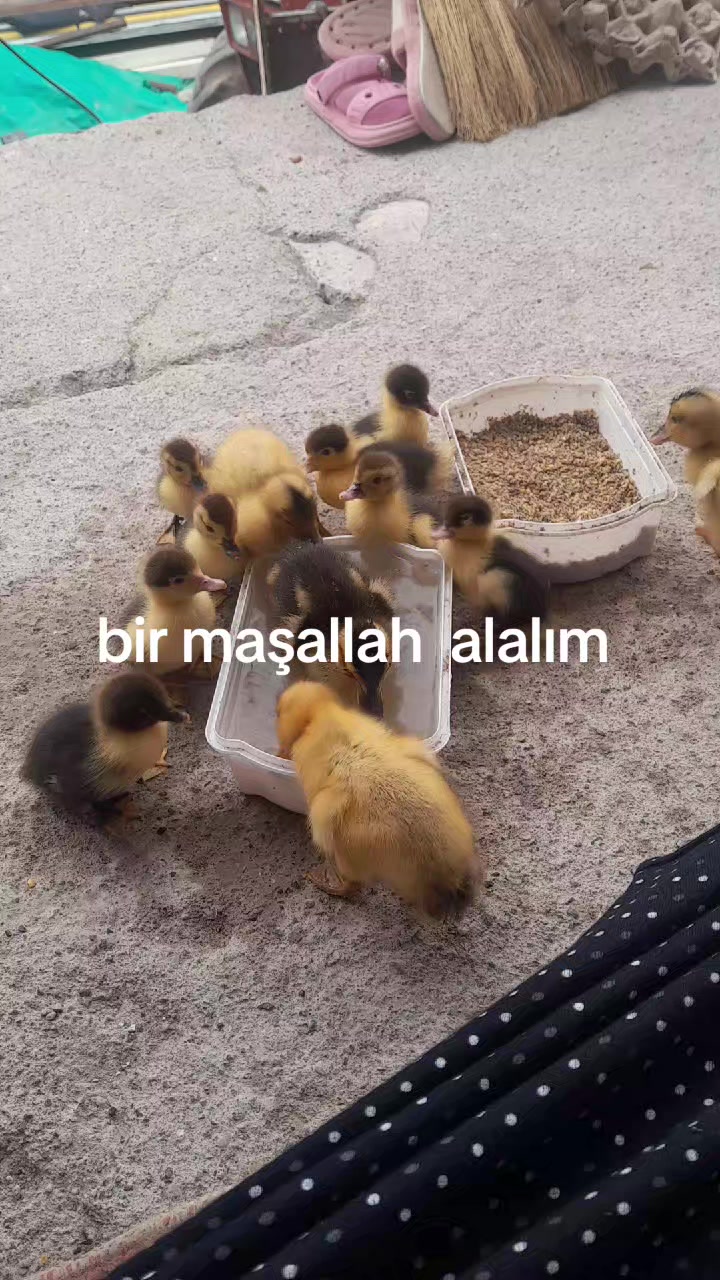 @Havvabilgin