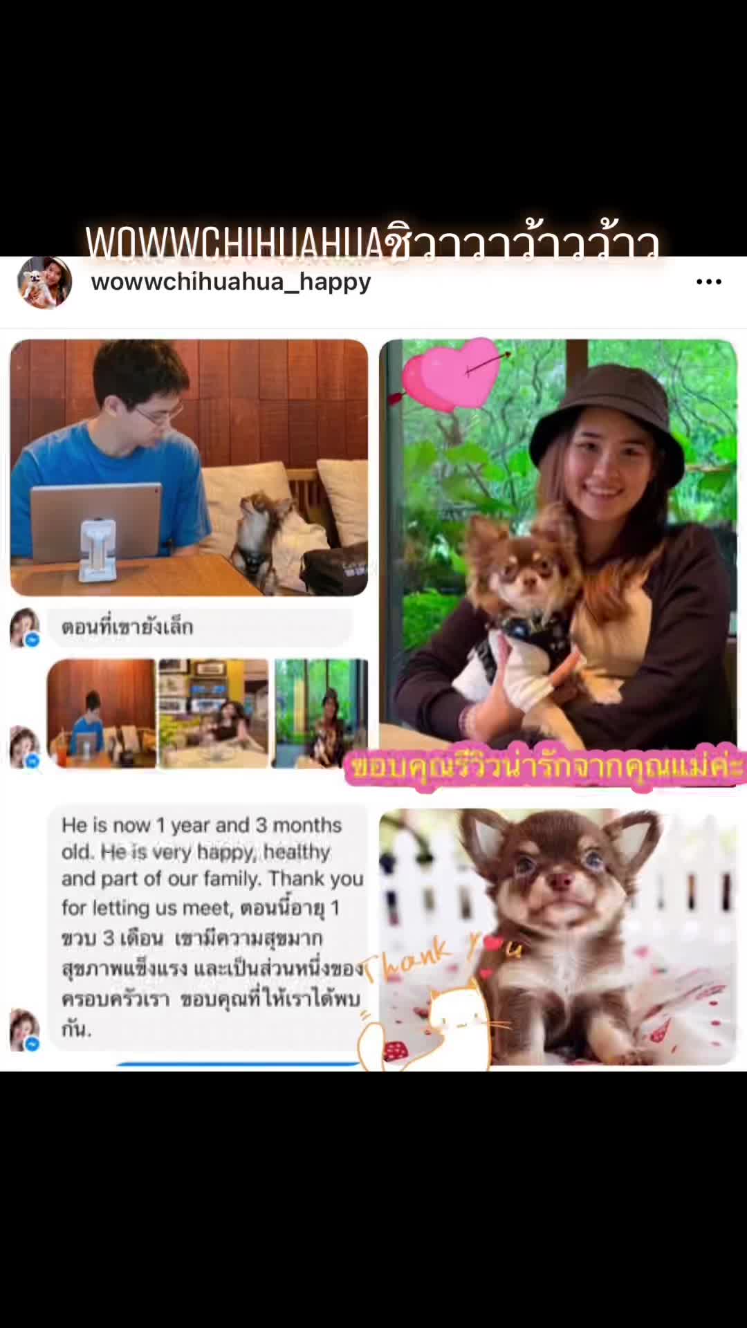 @Fb:Woww chihuahua