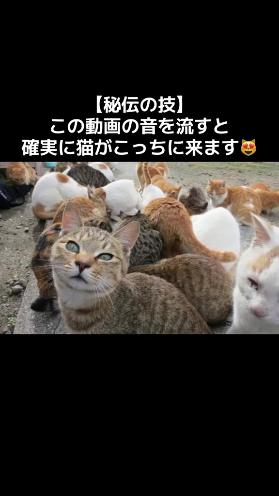 @ネコ師匠⛩️🐈