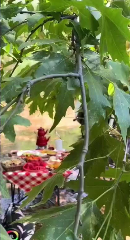 @Alanya avakado dünyası