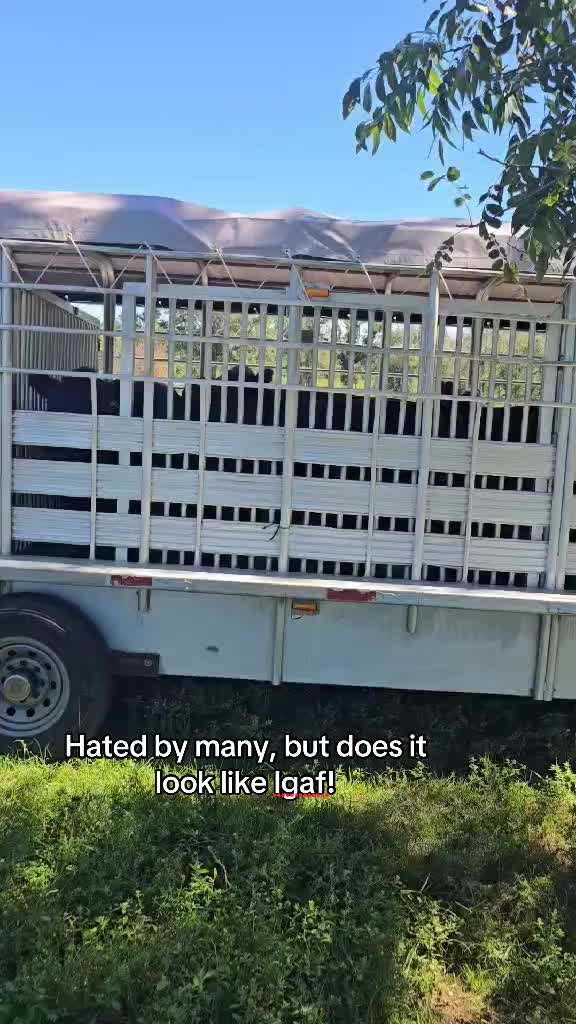 @tripleclivestock