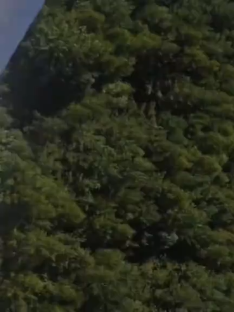 @ʜᴏᴍᴇʙᴏᴅʏ