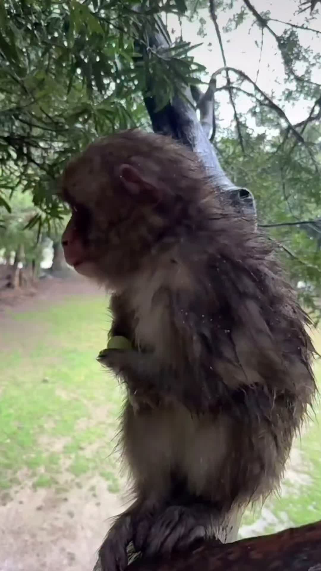 @monkeycaco77