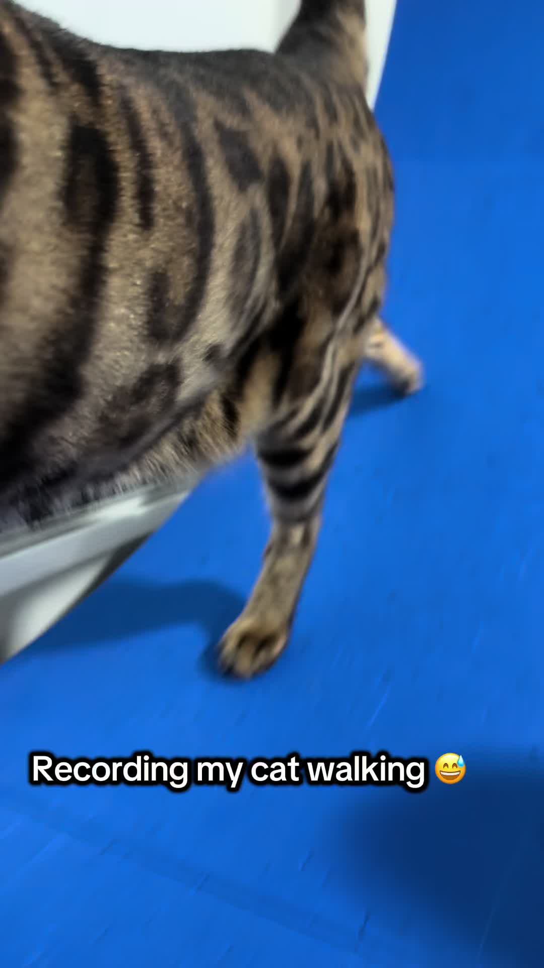 @Three Nawty Cats