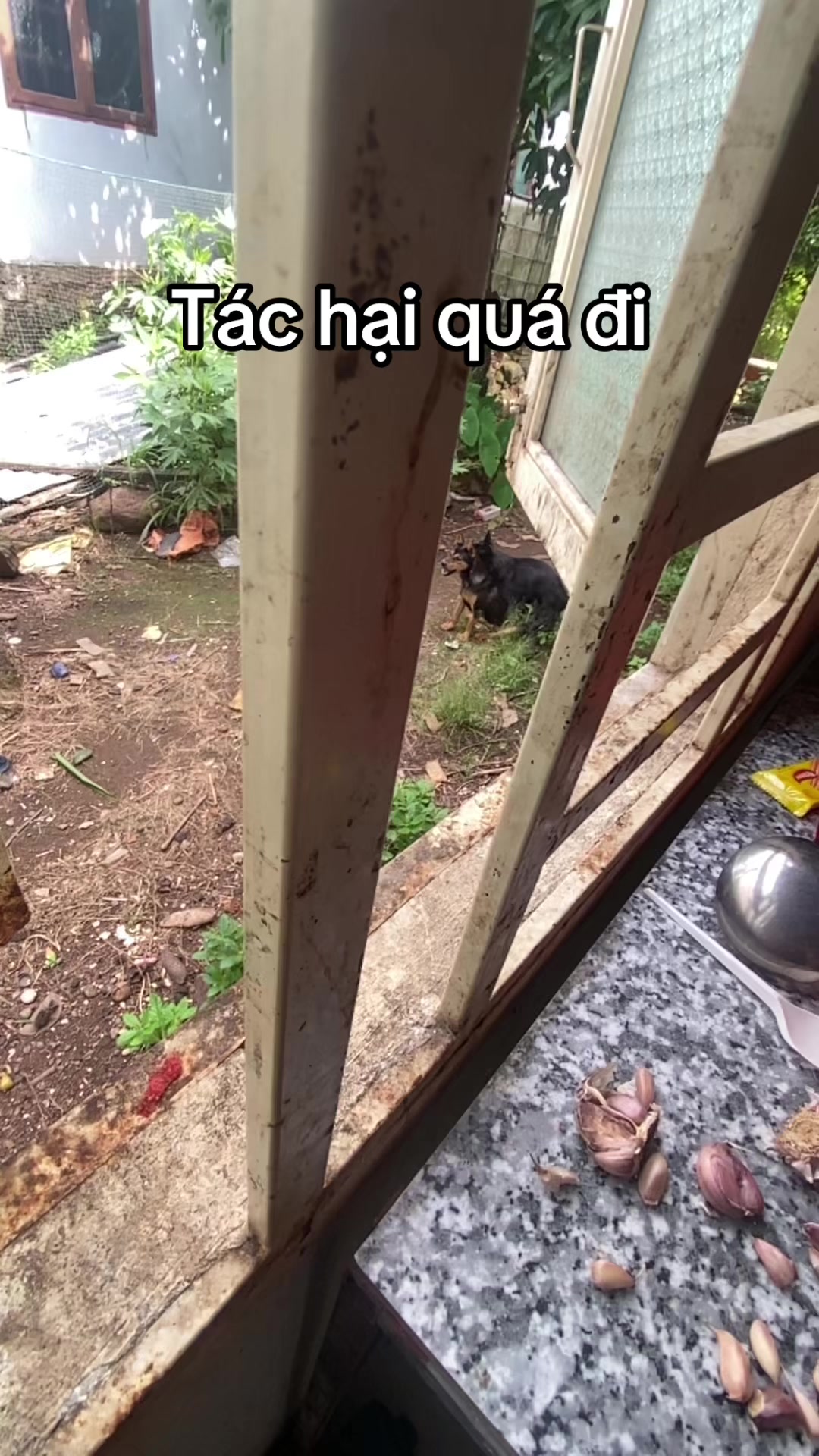 @dangvothanhgiau