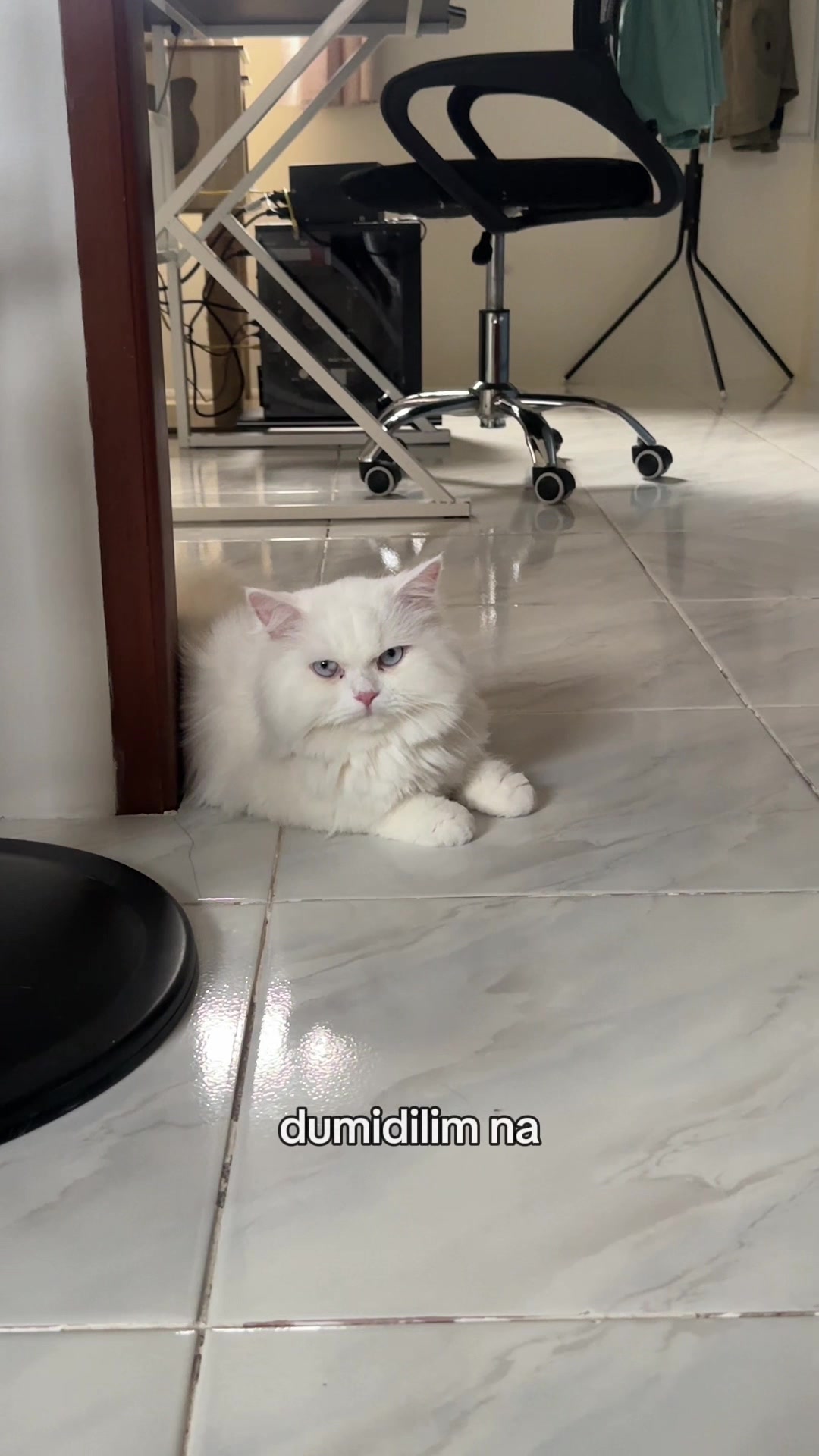 @Chloe & Casper 🐾