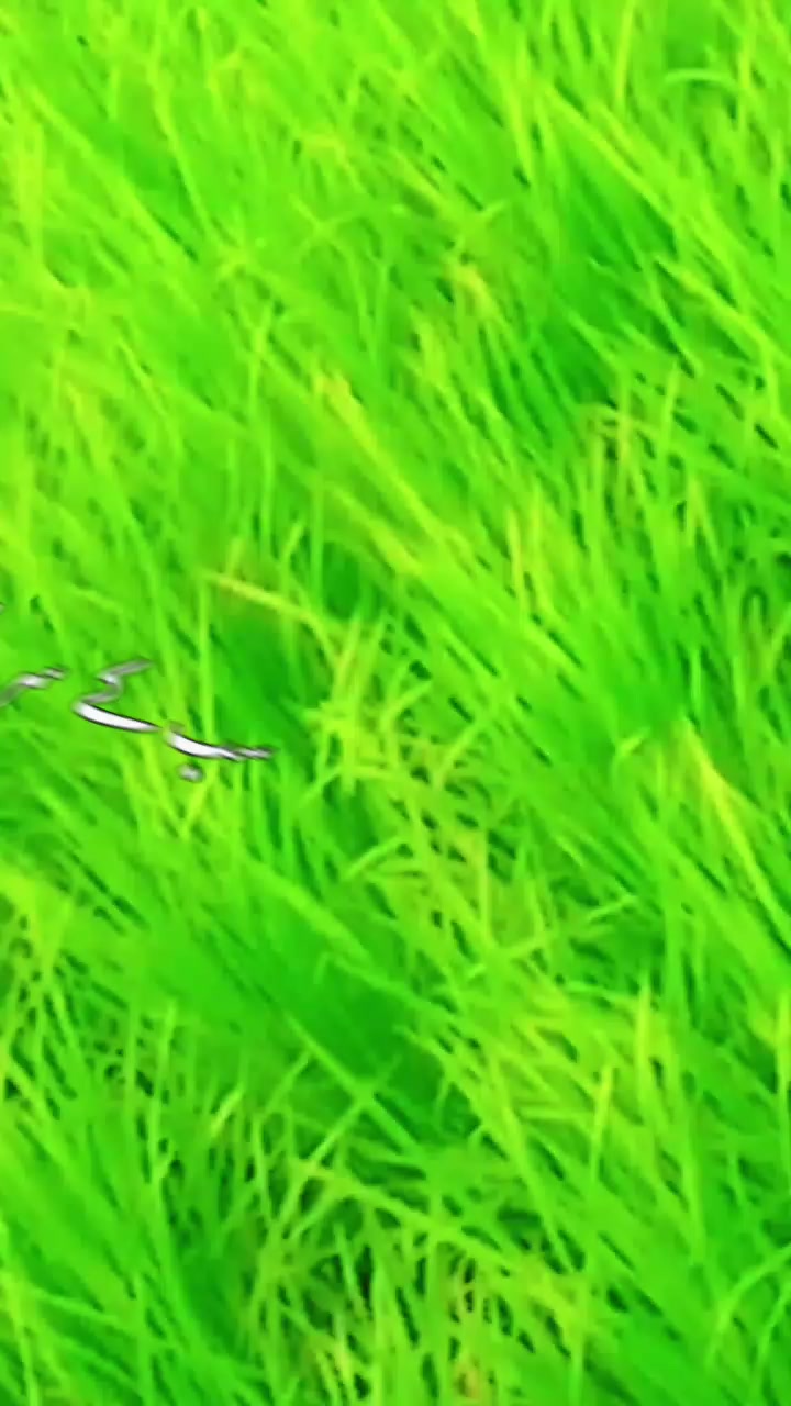 @غلام مصطفی کو