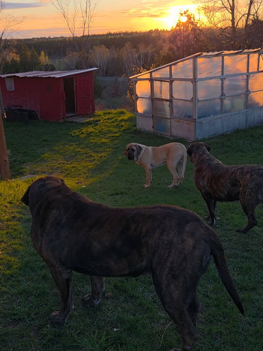 @Maple Mastiffs