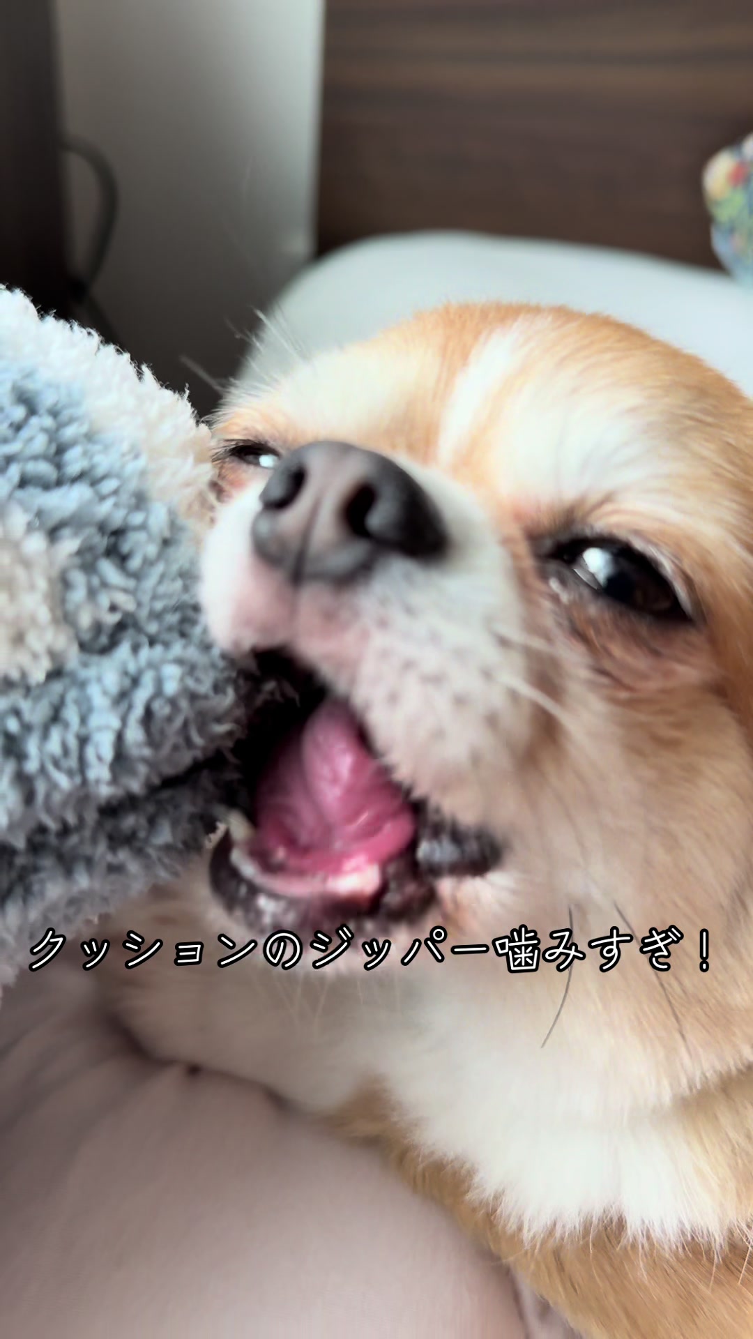 @心太