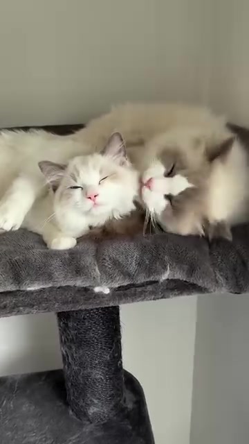 @I love ragdolls❤️