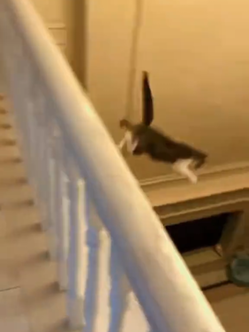 @Random Cat Stuff