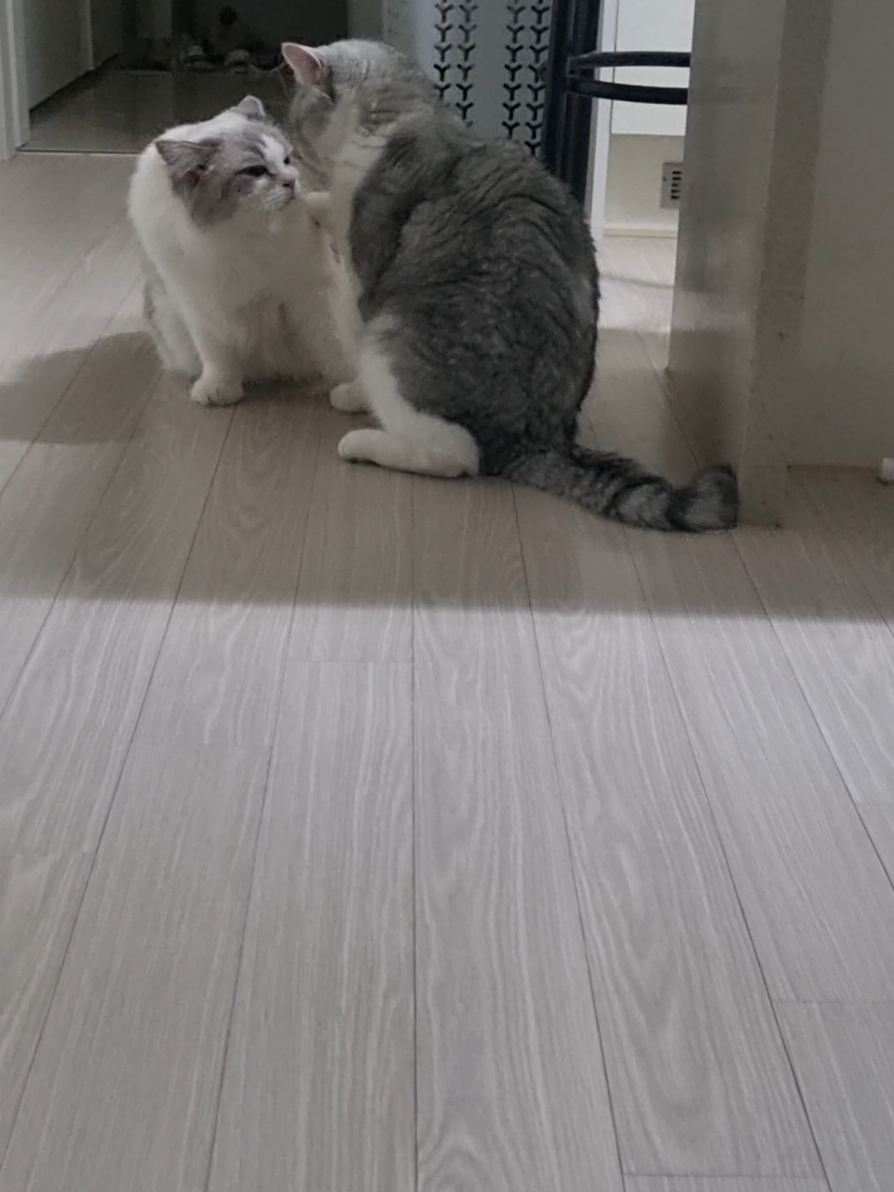 @고여사또치