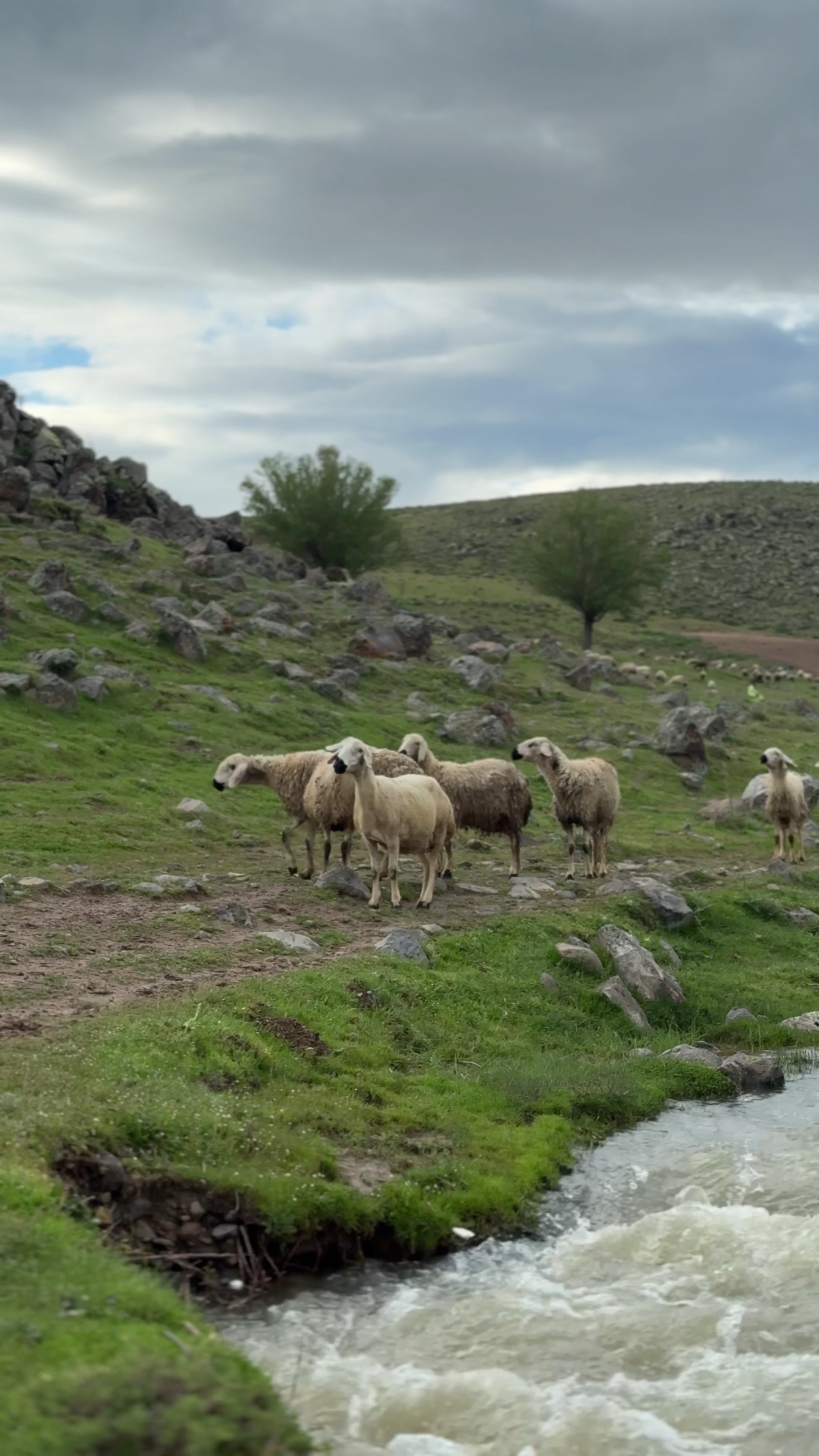 @can doğan iplik