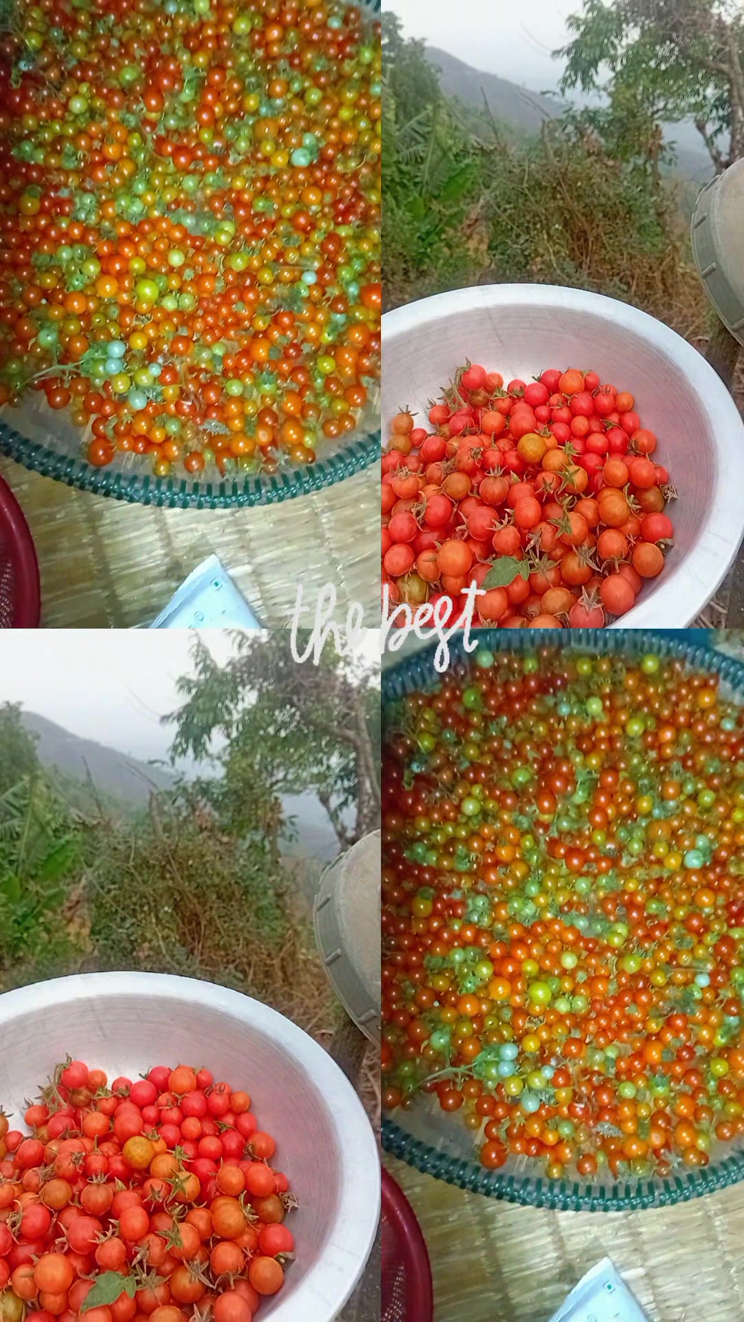 @एलिसा राना