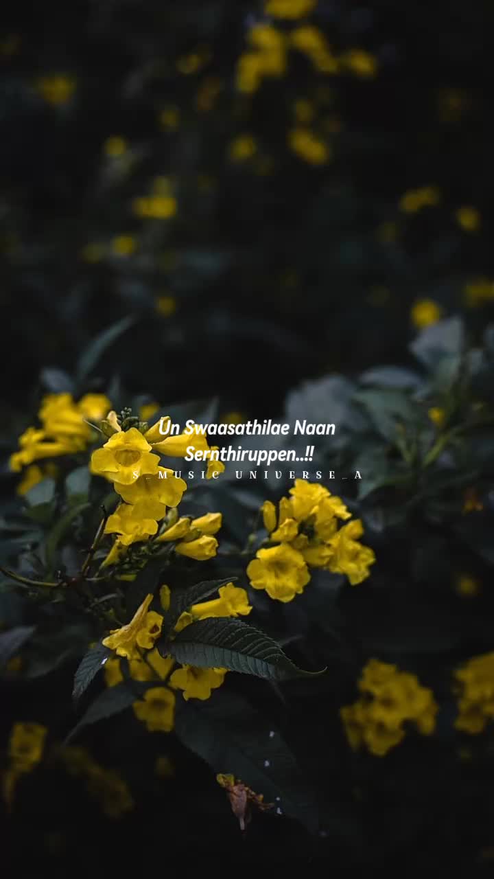 @&hearts;𝙈𝙐𝙎𝙄𝘾 𝙐𝙉𝙄𝙑𝙀𝙍𝙎𝙀&hearts;